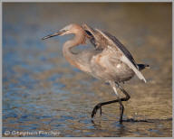 Reddish Egret