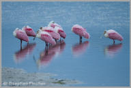 Roseatte spoonbill