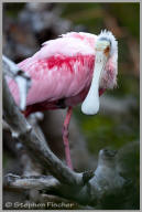 Roseatte spoonbill