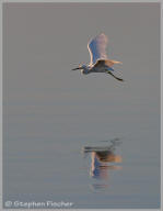 Snowy egret