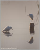 Snowy egret