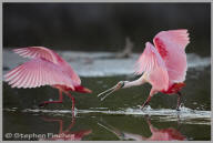 Roseatte spoonbill