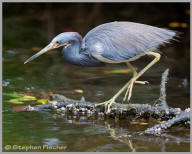 Tricolored Heron