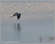 Tricolored Heron