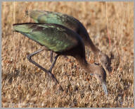 White-faced Ibis