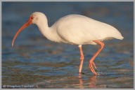 White Ibis