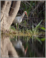 White Ibis