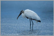 Woodstork