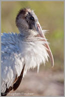 Woodstork