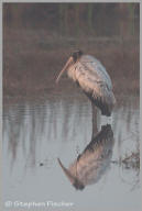 Woodstork