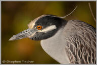 Yellow-crowned night heron