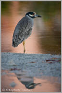 Yellow-crowned night heron