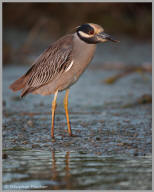 Yellow crowned night heron