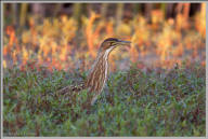 American Bittern at Mather Lake