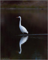 great egret