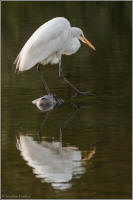 great egret