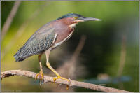 green heron