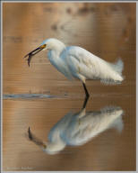 Snowy egret