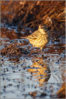 american pipit