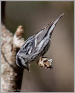 Black and White Warbler