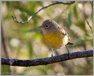 Nashville Warbler