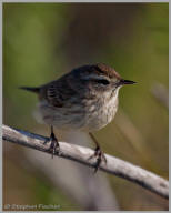 Palm Warbler