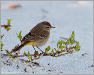 Palm Warbler