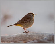 Palm Warbler