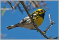 Townsend's Warbler