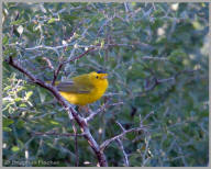 Wilson's Warbler