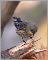 Yellow-rumped Warbler