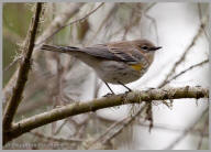 Yellow-rumped Warbler