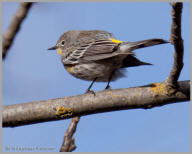 Yellow-rumped warbler