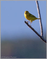 Yellow Warbler