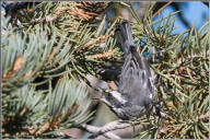 Black-throated gray warbler