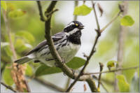 black-throated gray warbler