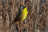 wilson's warbler