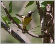 Common Yellowthroat