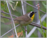 Common Yellowthroat