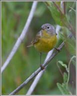 Common Yellowthroat