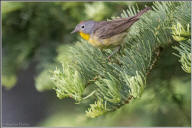 Nashville warbler