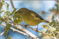 Orange-crowned warbler