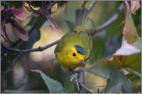 wilson's warbler