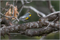 yellow-rumped warbler