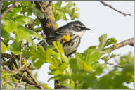 Yellow-rumped warbler