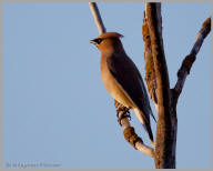 Cedar Waxwing