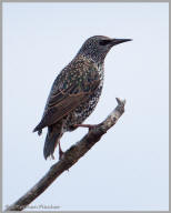 European Starling