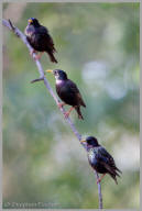 European Starling