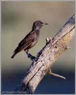 European Starling