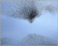 European Starling